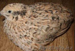 перепёлки  #1600440