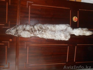 Продам шкуру писца #1605375