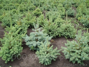 Продажа саженцев Голубая ель,  ель сибирская,  сосна,  береза,  тополь,  яблоня, ива #1607689