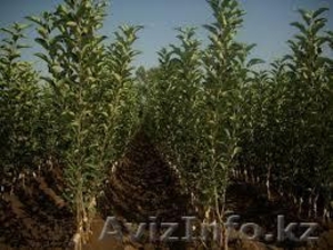 Саженцы плодовых деревьев Сербия #1608191