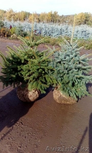 Продажа саженцев Ели голубой (Glauca Misty Blue) #1613013