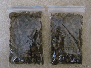 Азиатская сушеная медведка #1611981