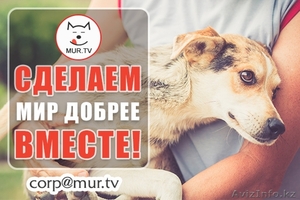 Питомцам помощь #1615622