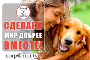 Помощь животным #1615025