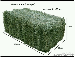 Продам люцерну в тюках #1620466
