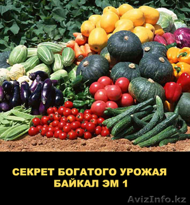 Байкал ЭМ-1  ускоритель роста,  продам #1619784