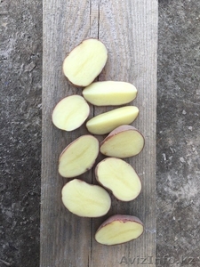 Картофель продовольственный от КФХ #1619182