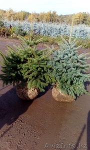 Продажа елей голубых #1617862