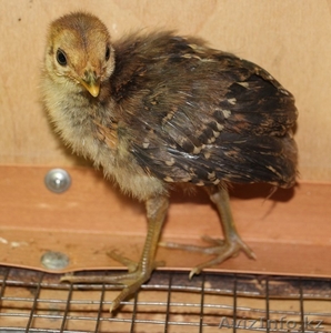  Фазанята золотого (красного) фазана #1622701