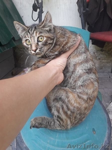 Котятки в добрые руки #1627341