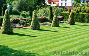 рулонный газон #1629120