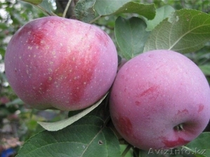 Продам яблоки #1628349