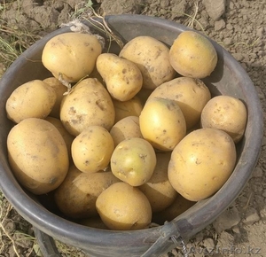 Продам картофель гала без химии #1633074