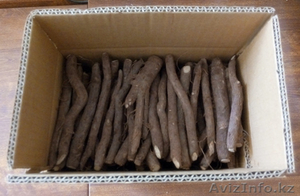 Семена, корешки, саженцы павловнии в Алматы #1632883