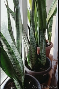 Продам сансевиерию комнатное растение #1633003