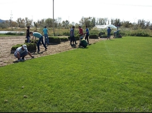 Рулонный живой газон,  дёрн,  посев семян газона #1631564