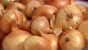 Семена репчатого лука Йеллоу Спаниш  #1634918