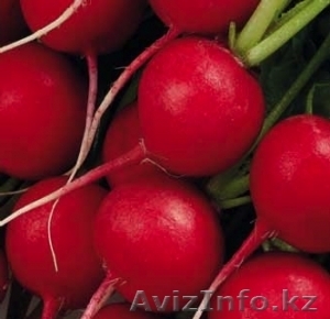 Семена редиса Pablo #1636152