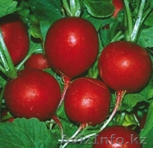 Семена редиса Rosso Gigante Sardo #1636153