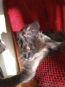 Кошечка Мейн-кун #1639274