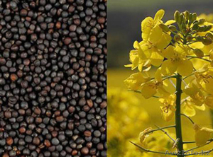 Масло рапсовое нерафинированное #1638017