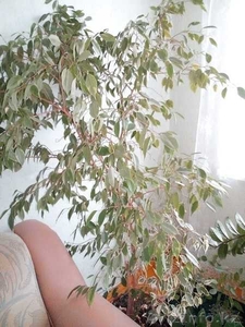 Комнатные цветы для дома и офиса #1640247