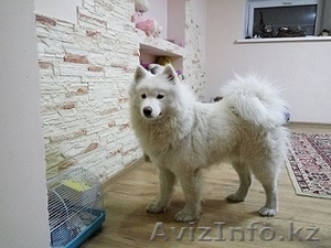 Гостиница для собак (зоогостиница,  передержка) happydogs.kz #1643056