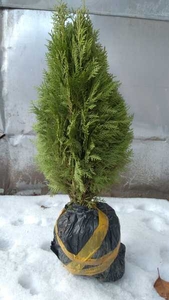 Саженцы Туи -1, 2 м - 4000 тг #1647086