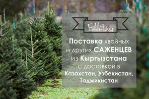 Поставки саженцев из Кыргызстана-Голубая Ель, Пихта и т.д.  #1648316