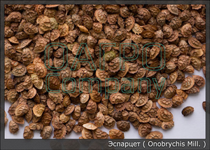 Семена Эспарцета #984770