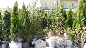 Озеленение, удобрения,  посадочный материал,  уход за садом #1654301