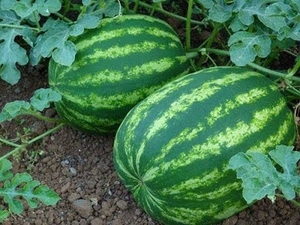 Семена арбуза Кримсон Свит #1653890