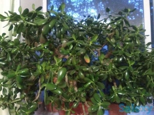 Денежное дерево толстянка #1661648