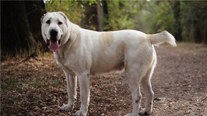 Гостиница для собак (зоогостиница,  передержка) happydogs #1664615