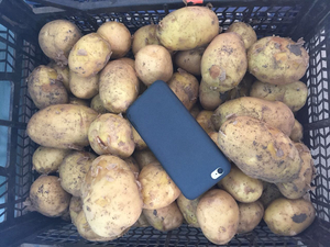 Картофель оптом от Производителя. #1664466