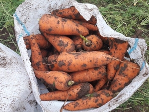 Морковь оптом от Производителя. #1664473