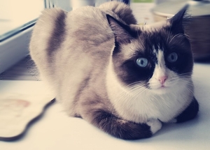 Пропала кошка! #1667659