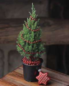 Подарочные елочки в горшках к Новому году! #1670872