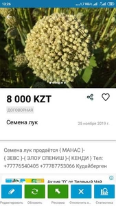 Продается семена лука манас,  кенди,  зевс #1672402