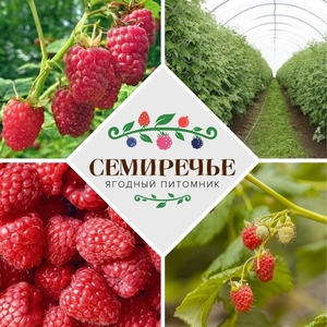 Саженцы малины 21 сорт #1248026