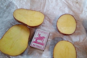 Картофель семенной оптом #1676288