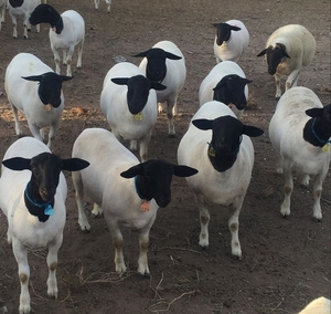 Registered and commercial Dorpers sheep for sale #1679327