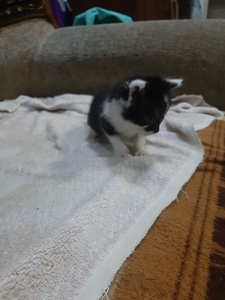 Милые котята ищут дом #1684243