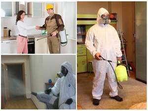 Дезинфекция Дезинсекция Дератизация #1687435