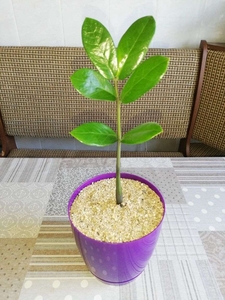 Комнатные растения и суккуленты #1689852