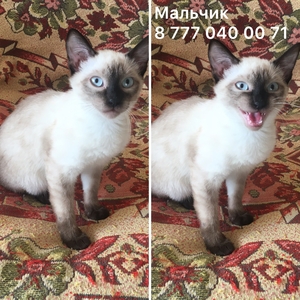 Взрослые кошки  ищут дом ! #1543931