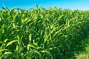 Суданская трава #1695183