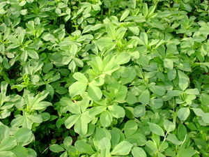 Люцерна #1695181