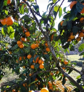 Очень вкусный и спелый мандарин #1697113