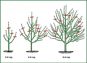 Обрезка плодоягодных #1695617